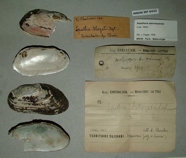 image of lot MNHN_MP_0433 image of lot MNHN_MP_0433
