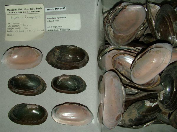 image of lot MNHN_MP_0449