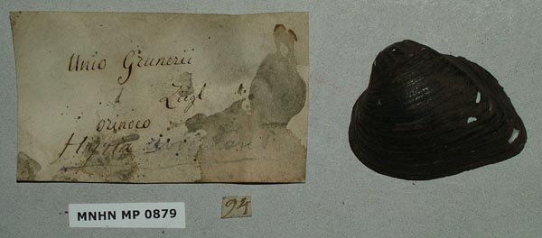 image of lot MNHN_MP_0879