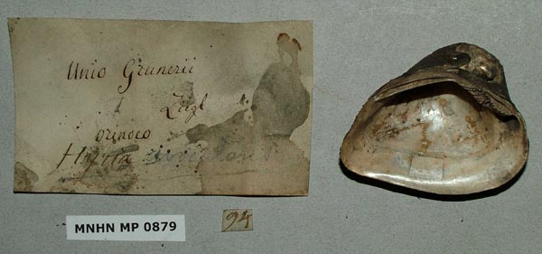 image of lot MNHN_MP_0879