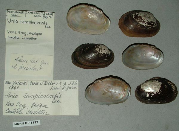 image of lot MNHN_MP_1282