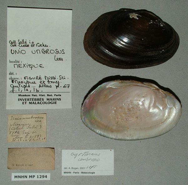 image of lot MNHN_MP_1294