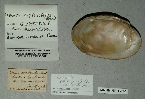 specimen
