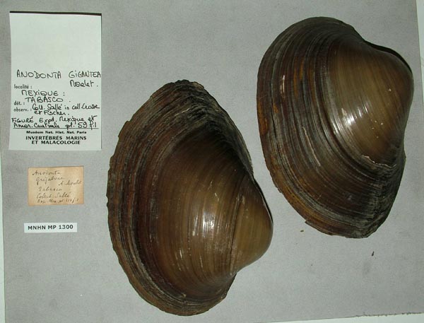 image of lot MNHN_MP_1300