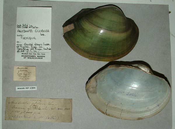 image of lot MNHN_MP_1304