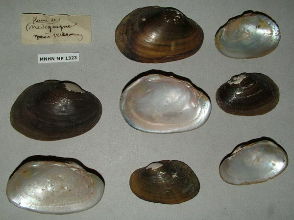 image of lot MNHN_MP_1323