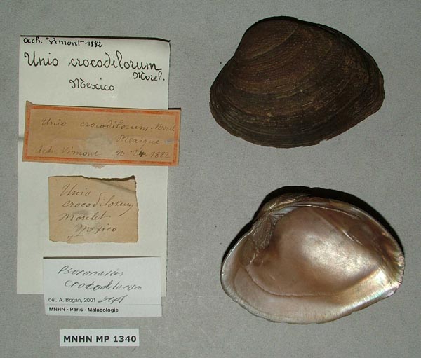 image of lot MNHN_MP_1340