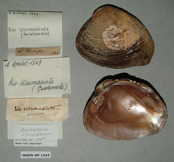 image of lot MNHN_MP_1343