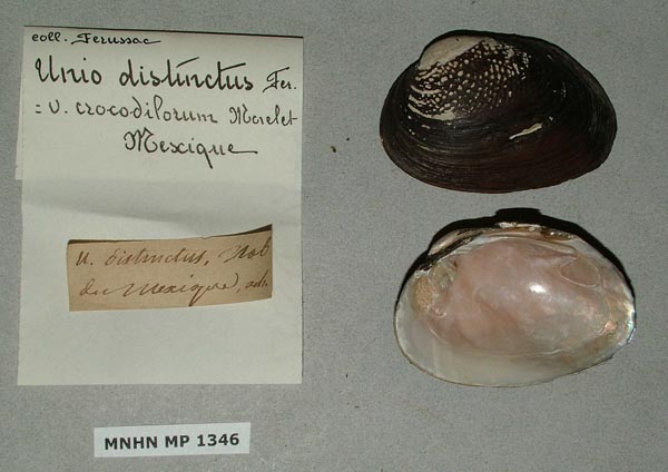 image of lot MNHN_MP_1346