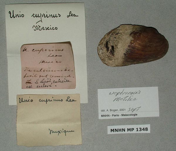 image of lot MNHN_MP_1348