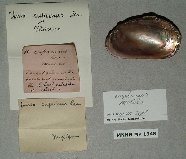 image of lot MNHN_MP_1348