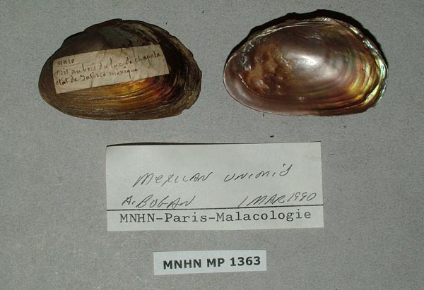 image of lot MNHN_MP_1363