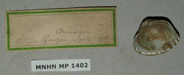 image of lot MNHN_MP_1402