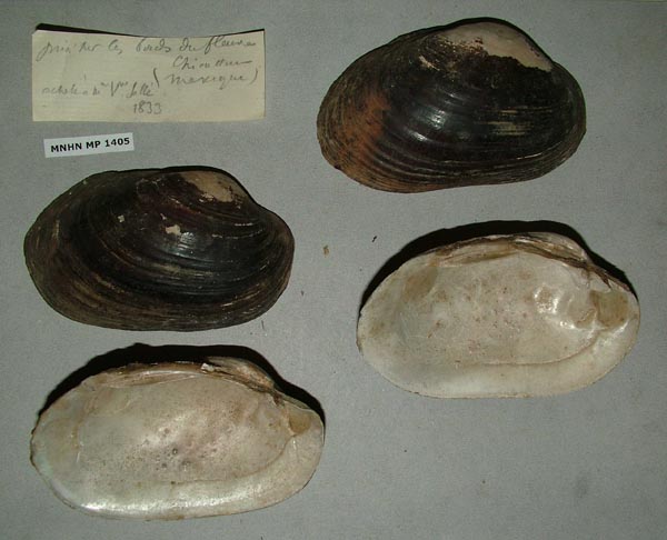 image of lot MNHN_MP_1405