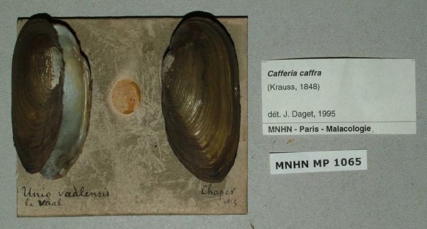 image of lot MNHN_MP_1065