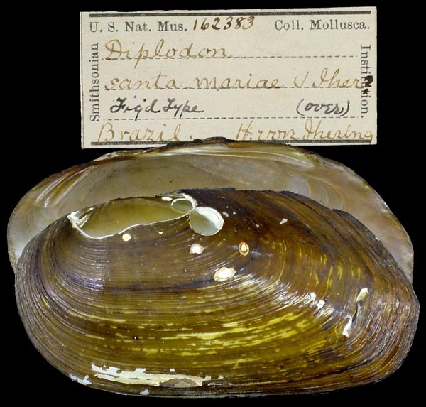 specimen