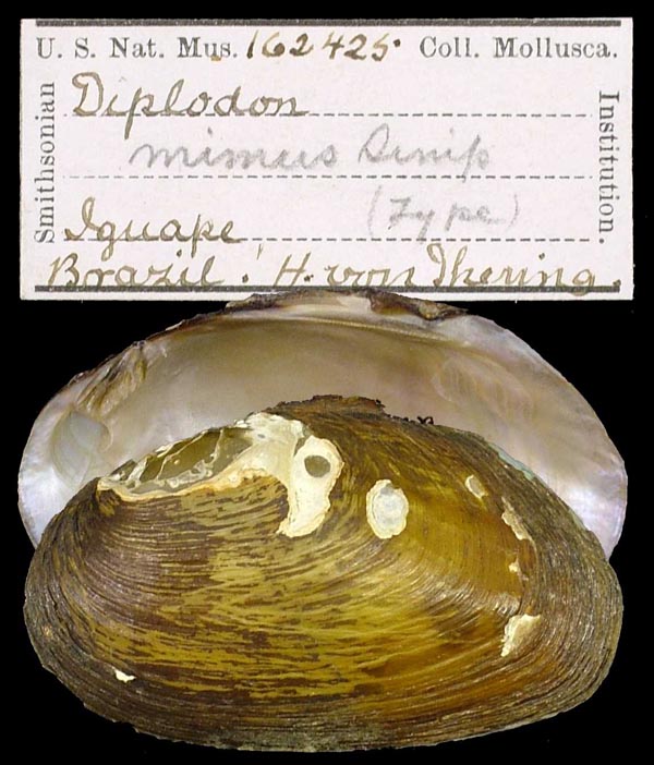 specimen