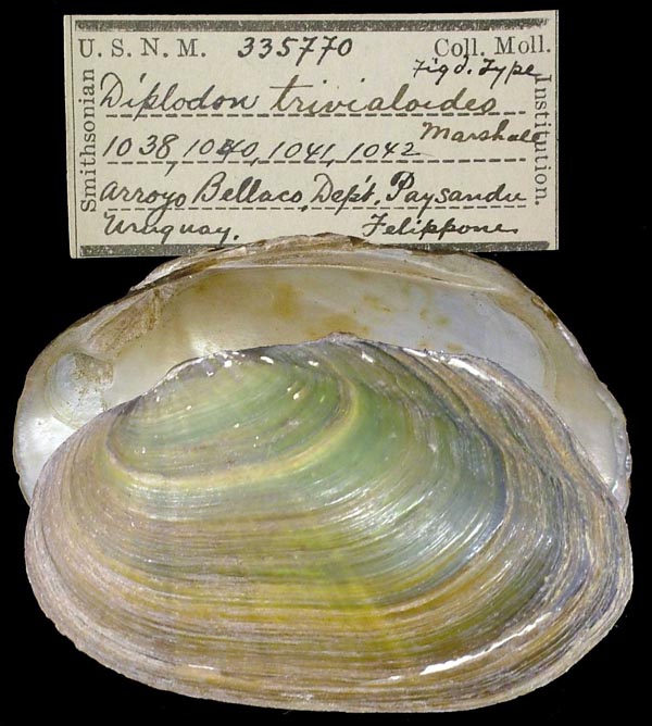 specimen