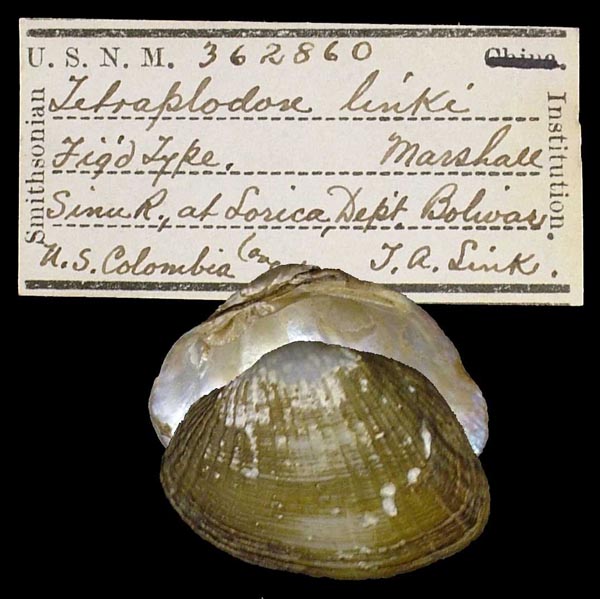 specimen