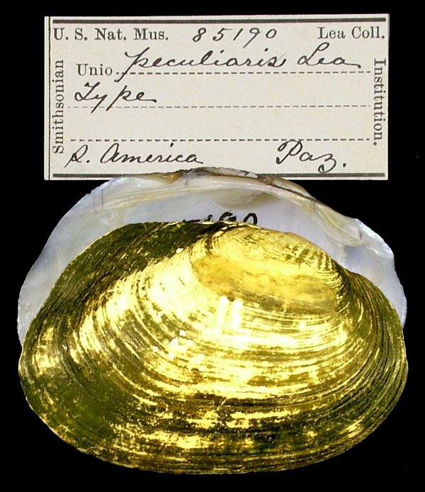 specimen