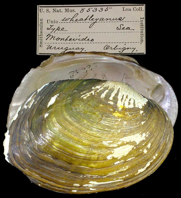 specimen