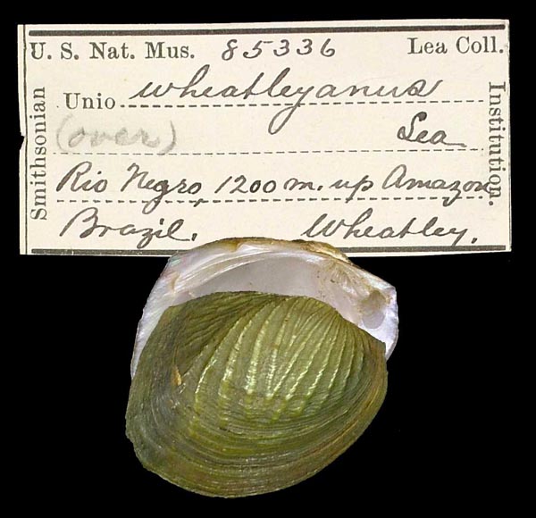 specimen