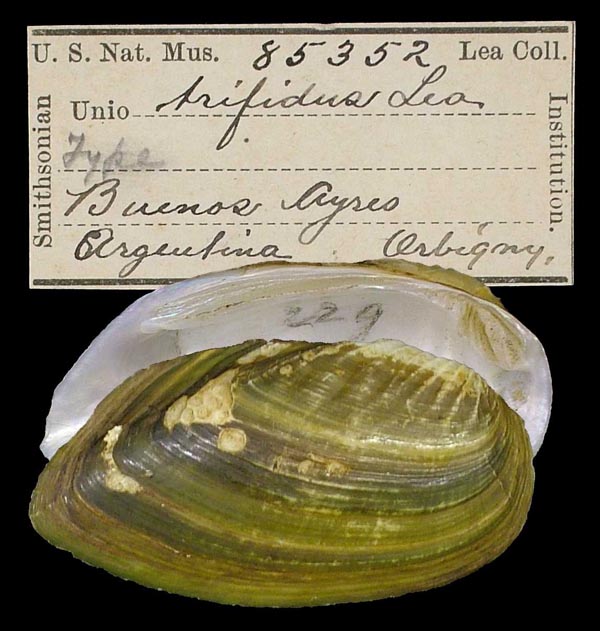 specimen