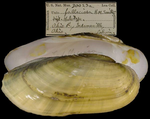 image of type lot image of type lot