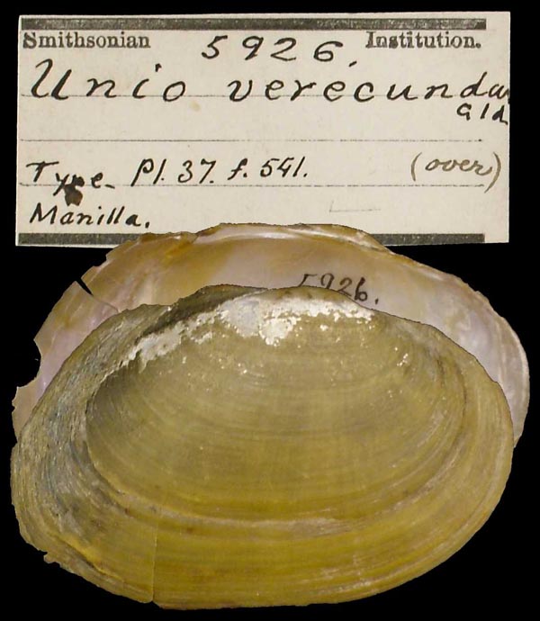 Decorative image of a representative of Simpsonella burroughiana