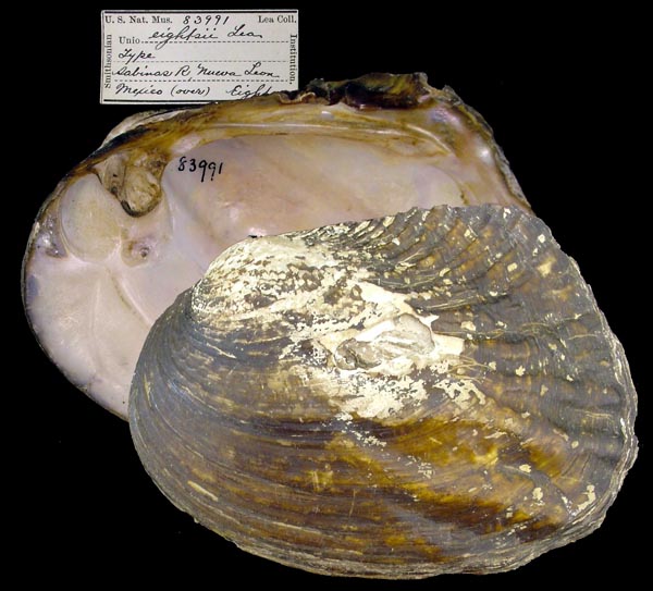 image of lot USNM_83991