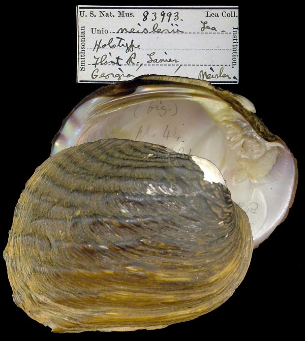 image of lot USNM_83993