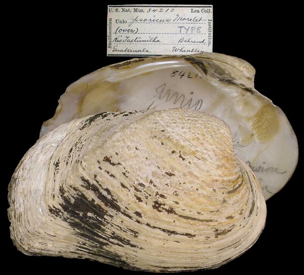 image of lot USNM_84210