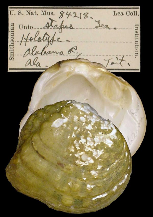 Decorative image of a representative of Theliderma stapes