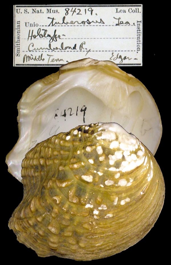 Decorative image of a representative of Theliderma metanevra