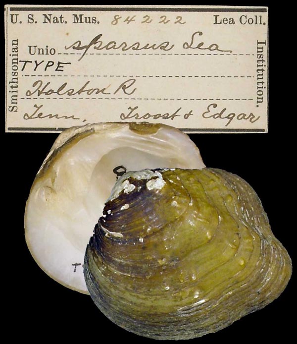 Decorative image of a representative of Theliderma sparsa