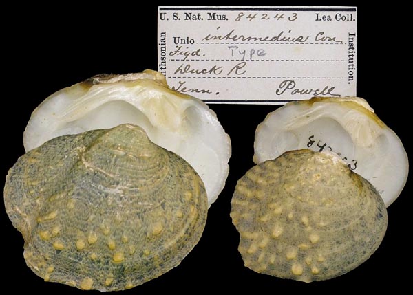 image of lot USNM_84243