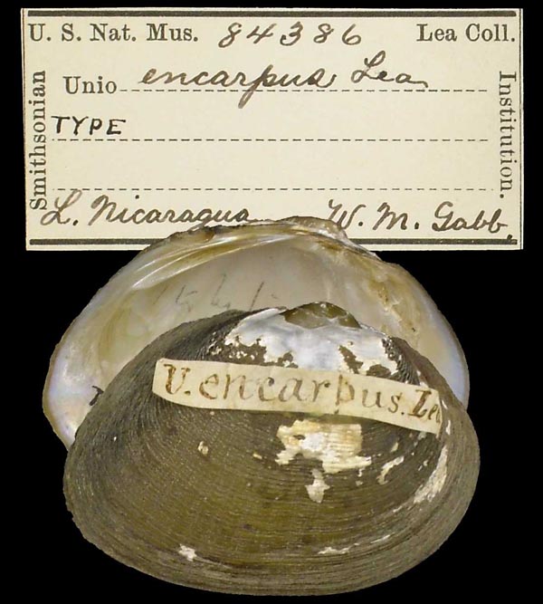 image of lot USNM_84386