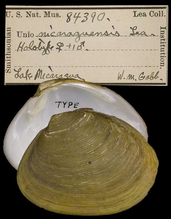 image of lot USNM_84390