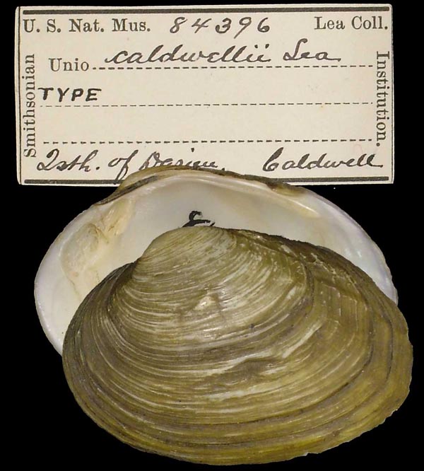 image of lot USNM_84396