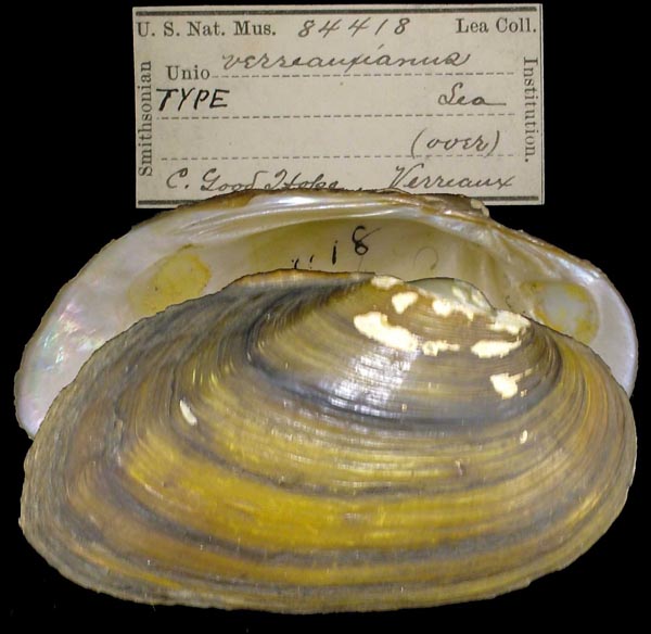 image of lot USNM_84418