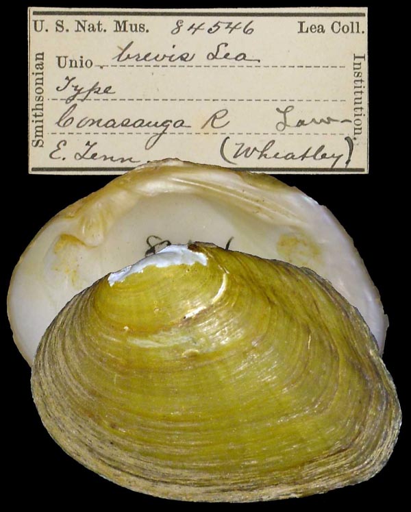 image of type lot image of type lot