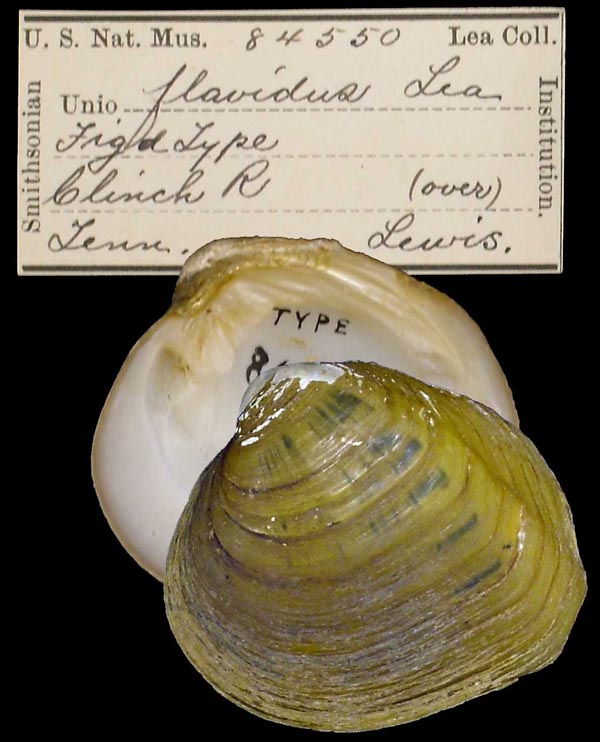 image of type lot image of type lot