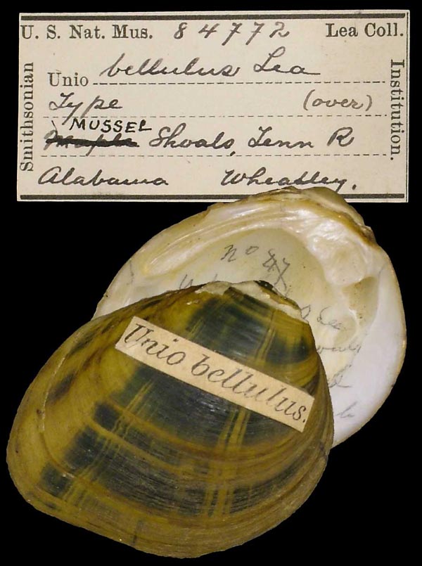 image of type lot image of type lot