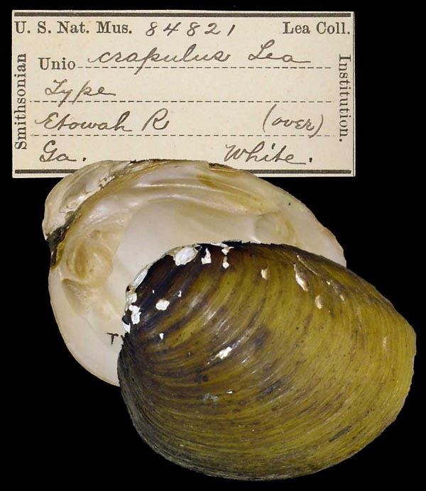 image of type lot image of type lot