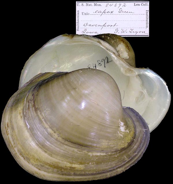 image of lot USNM_84892