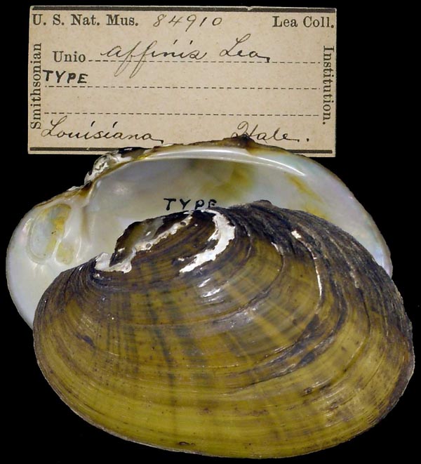 image of type lot image of type lot