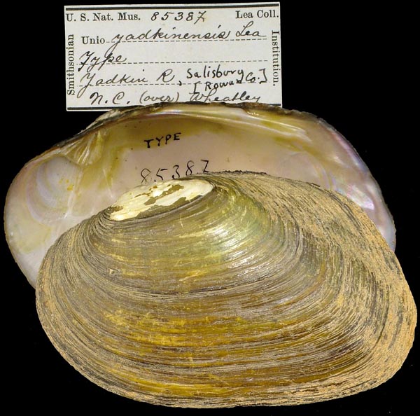 image of type lot image of type lot