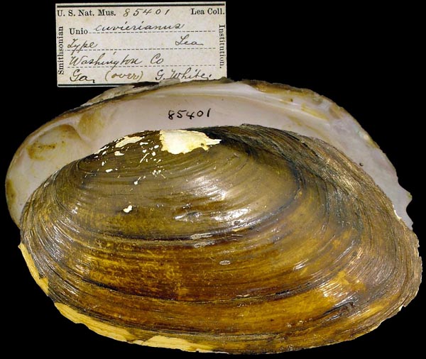 image of type lot image of type lot