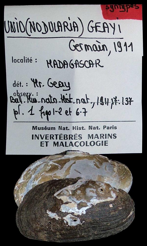 image of lot MNHN_1704