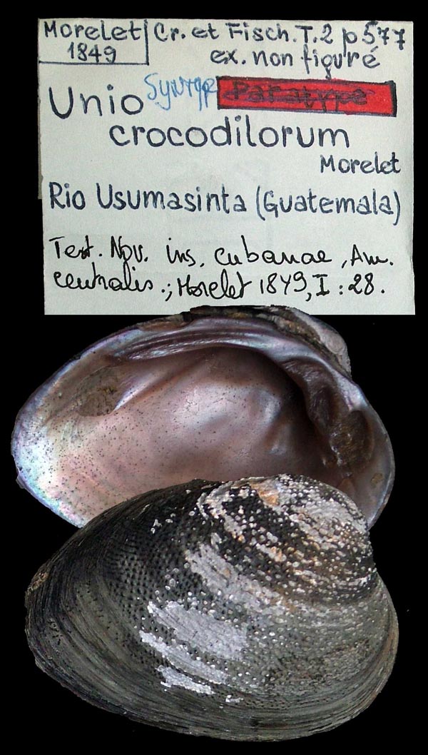 image of lot MNHN_MP_0023